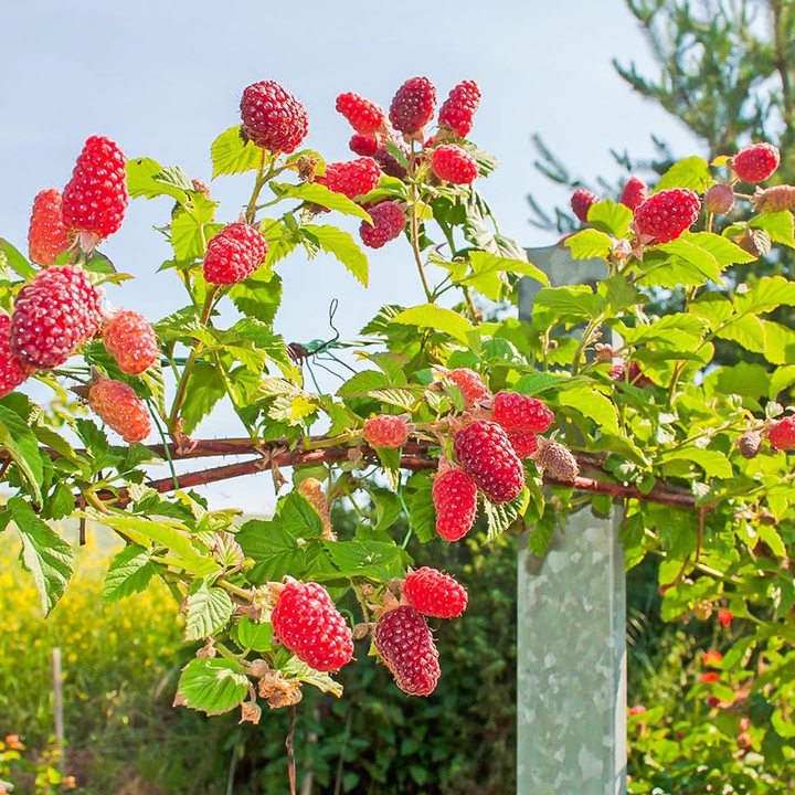 Raspberry