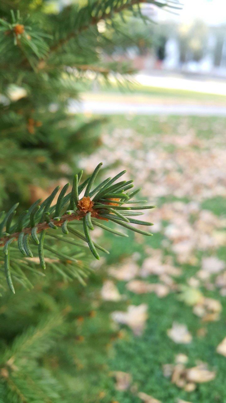 Macro Shooting