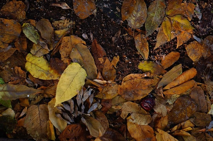 Fallen Leaves