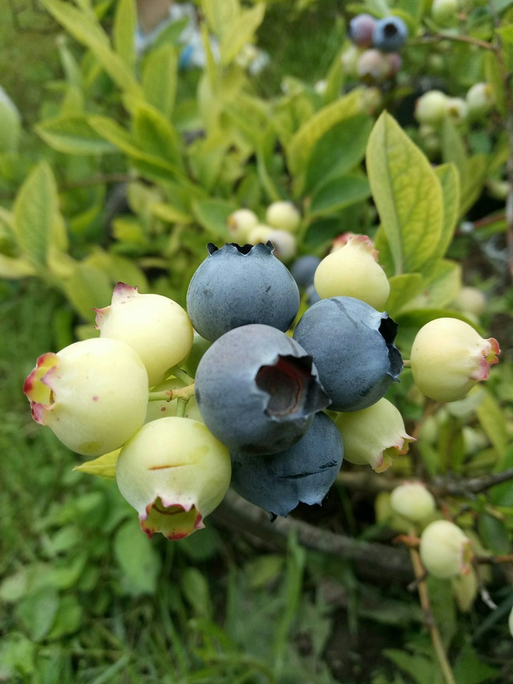 Blueberries