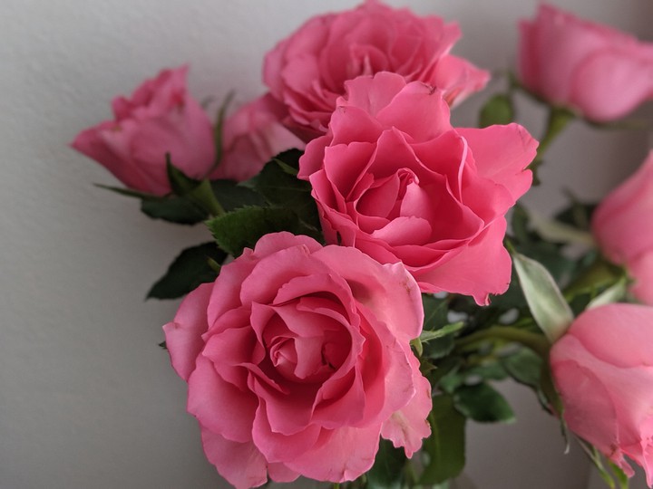 Vintage roses