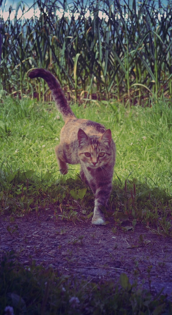 cat