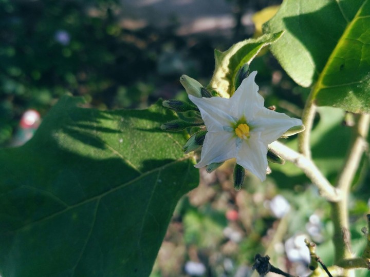 flower