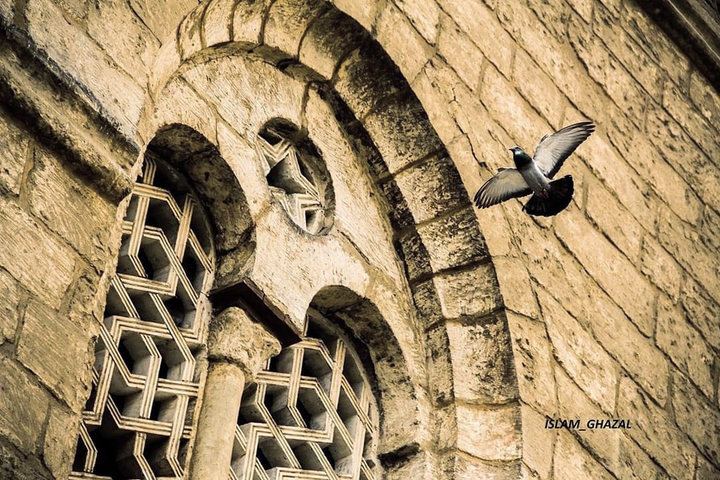 bird