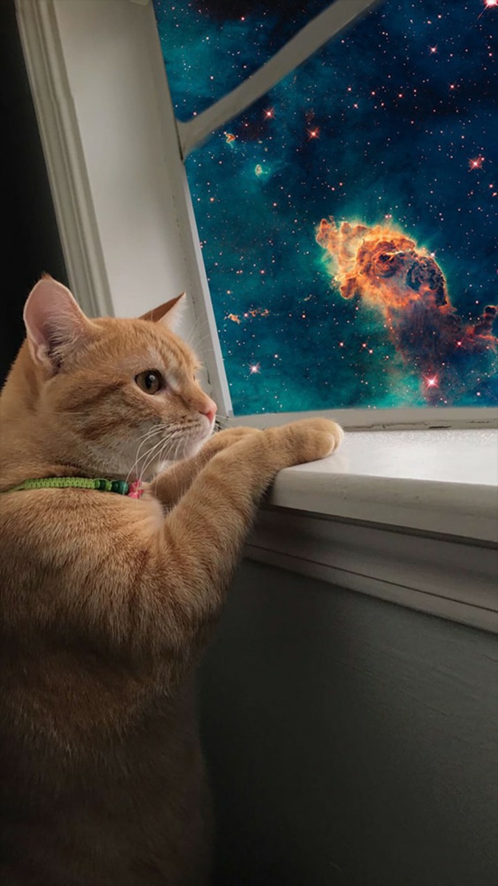 кот