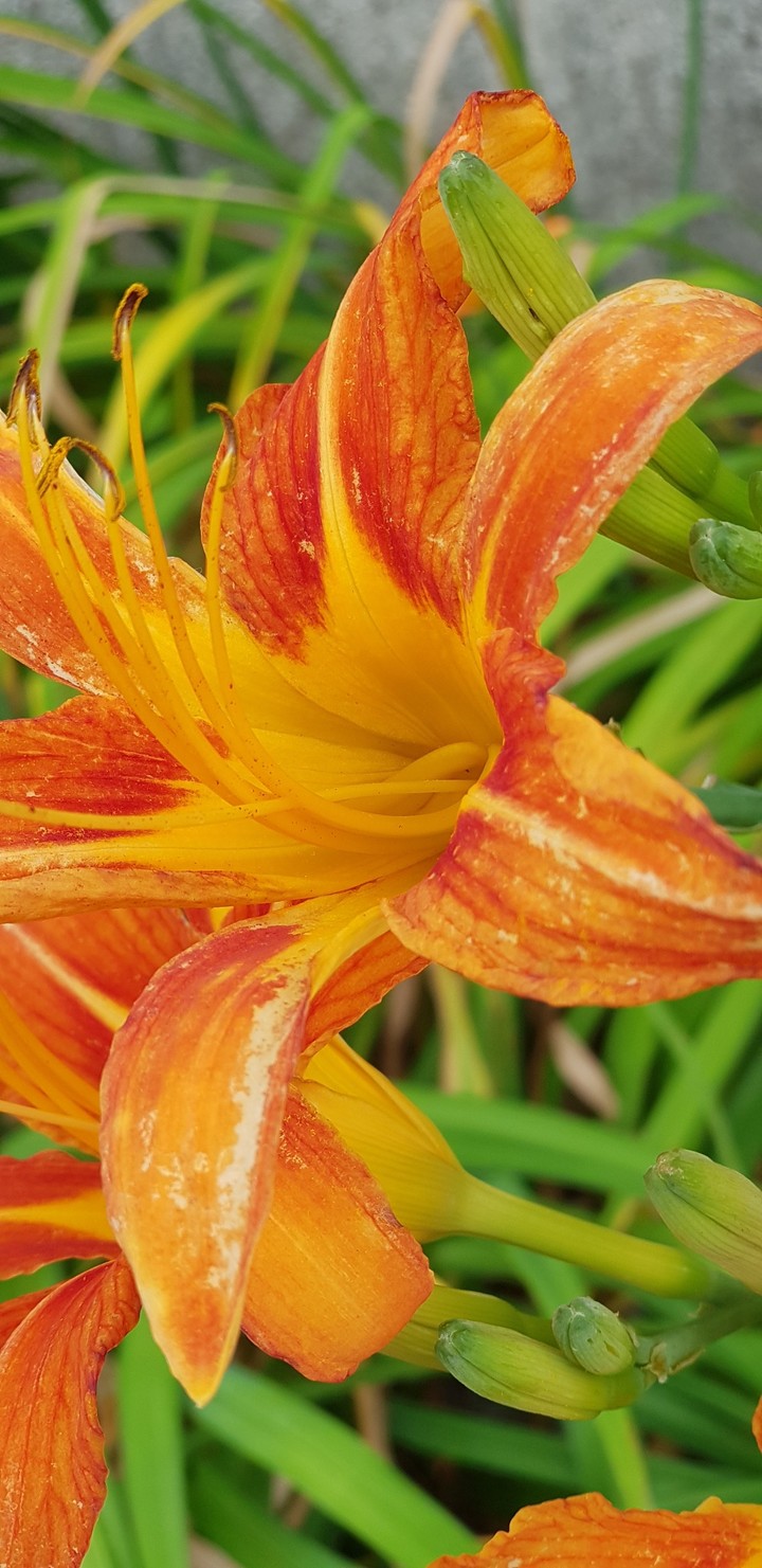 yellow +orange