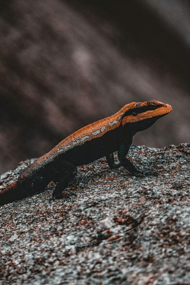 iguana