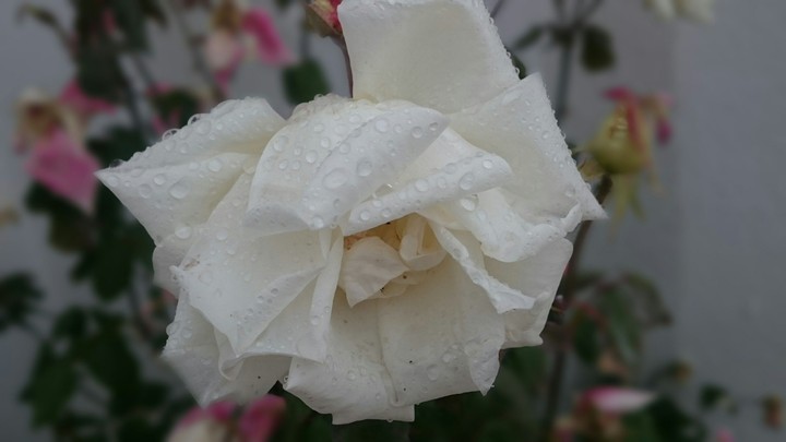 rainy flower