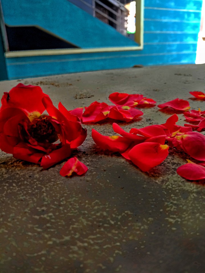 Red Rose