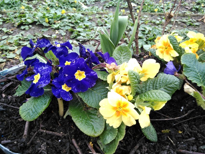 flowers