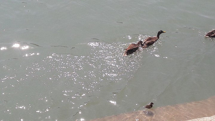 birds