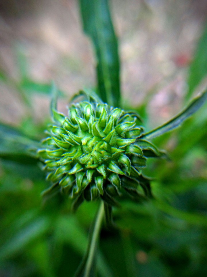 plant