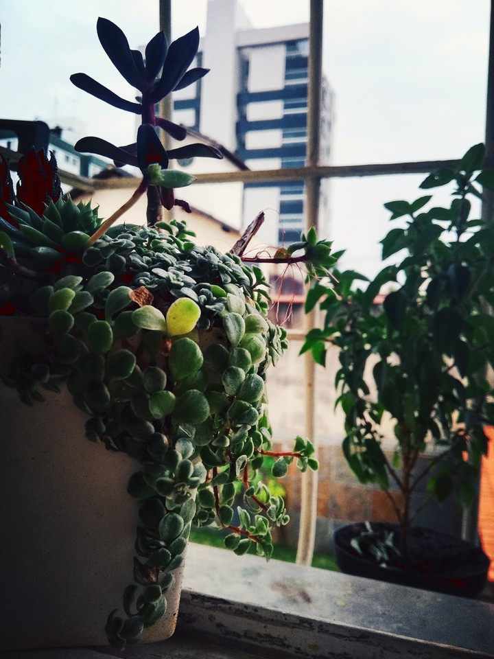 minhas plantinhas