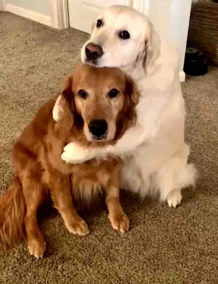 Watson n Kikko
