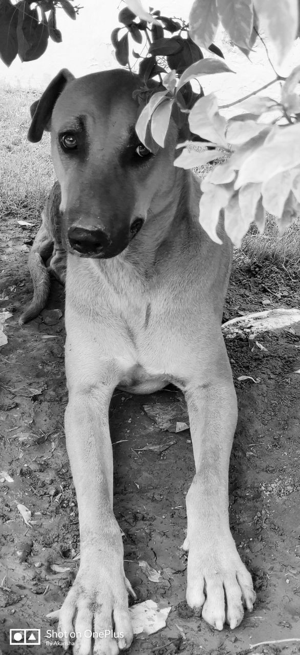 Animals are Humans Best Friends