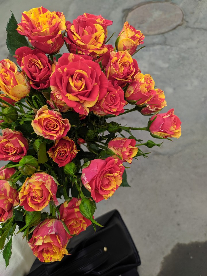 roses