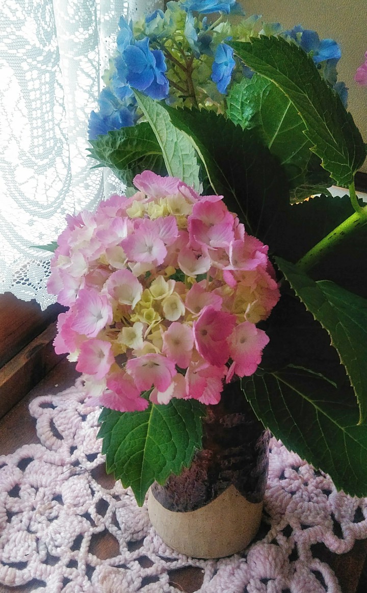 hydrangea