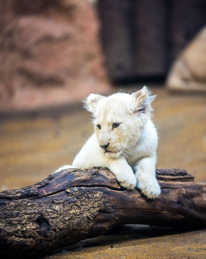 lion