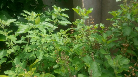 noblety garden
