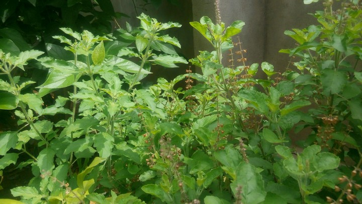 noblety garden