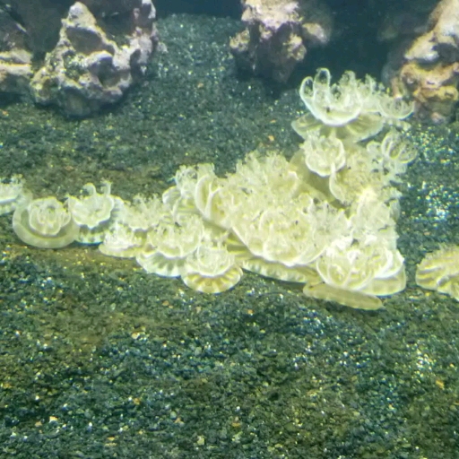 Frilled Upside-down jellyfish