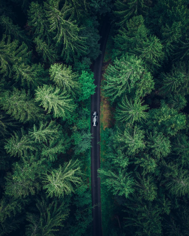 forest