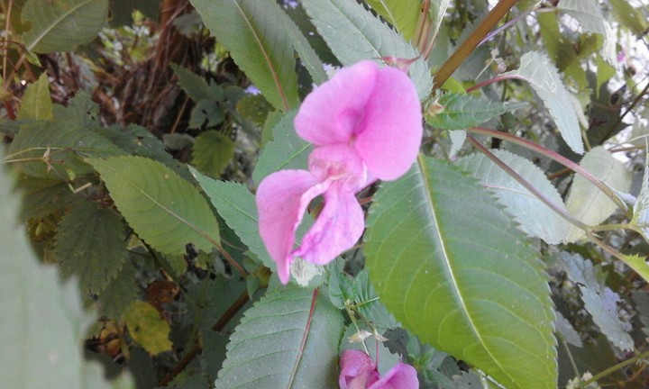 flowers