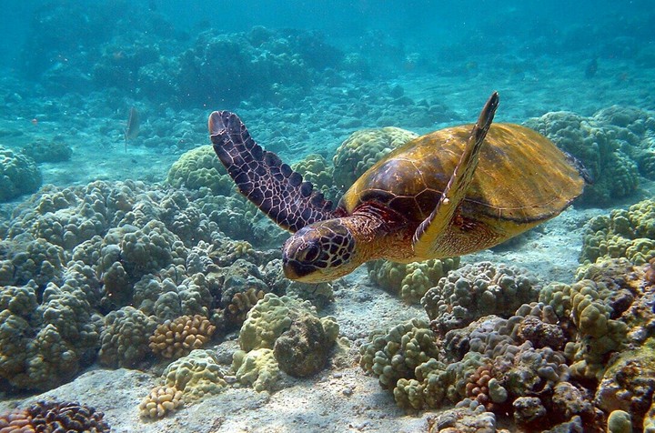 Depths of the Ocean.
