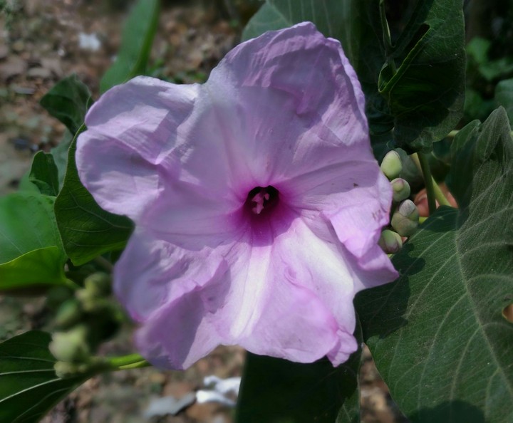 purple glory(bell flower)
