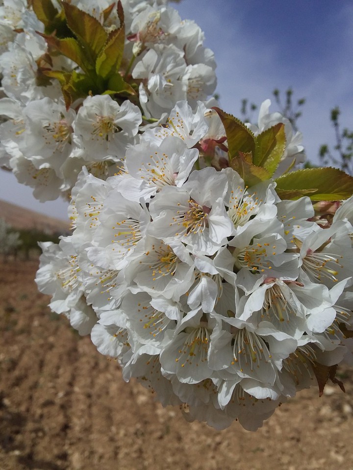 Cherry flowers