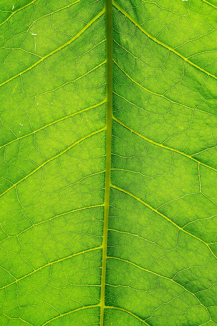 Green streaks
