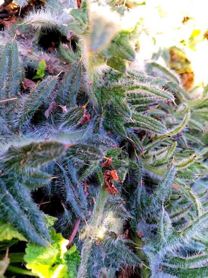 green plant