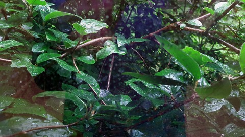 Wet leaves