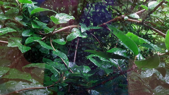 Wet leaves