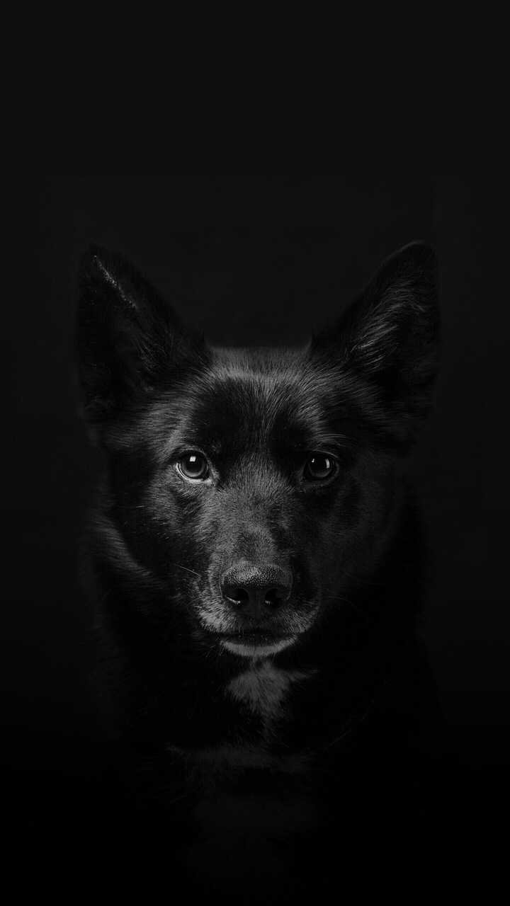 Cute Dog
