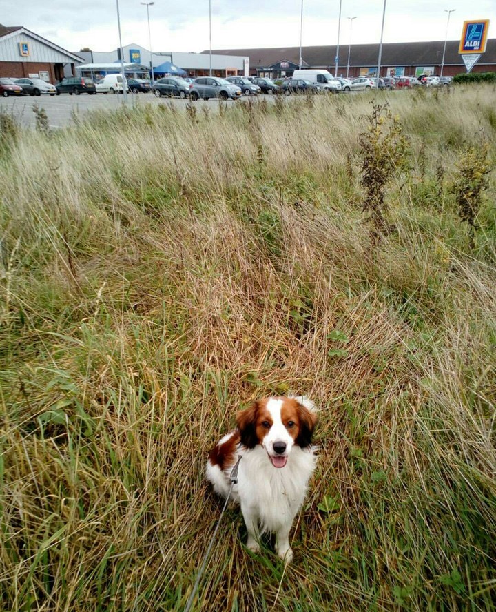 dog in germany