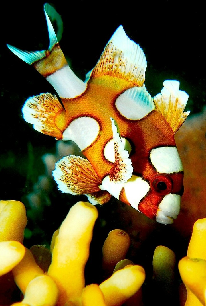 fish