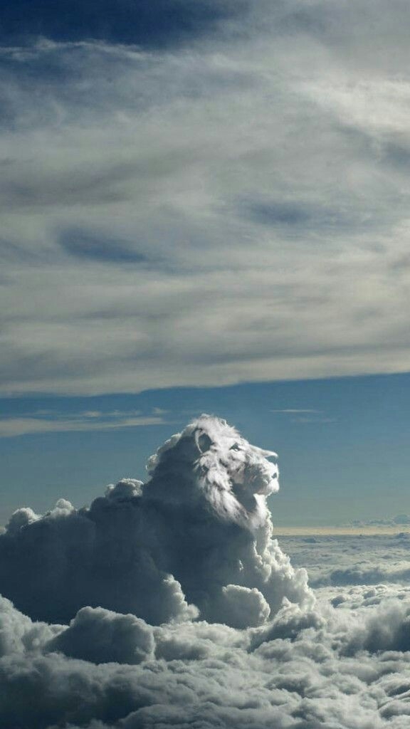 King of Lion