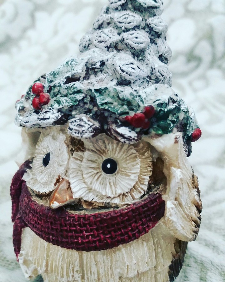 little owl
