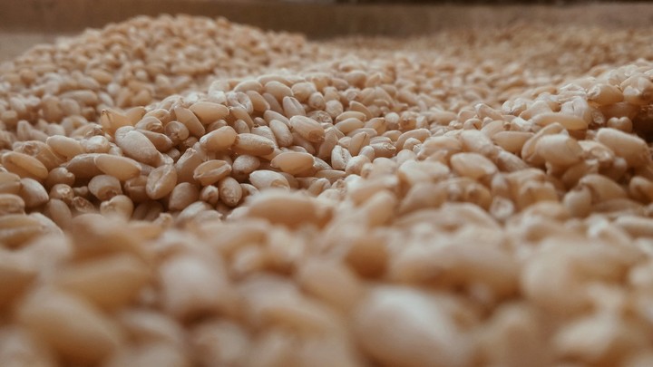 wheat