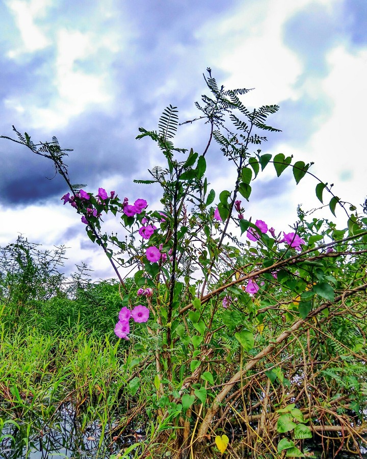 flower in indonesia