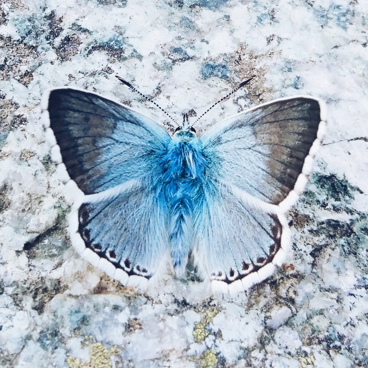 butteefly