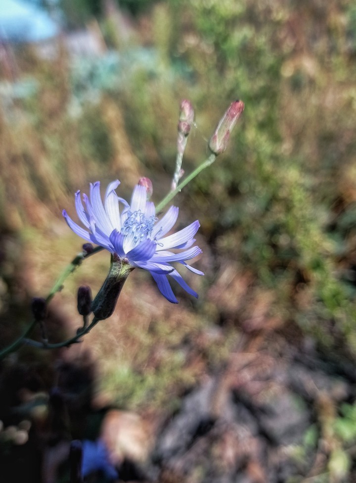 Blue flower