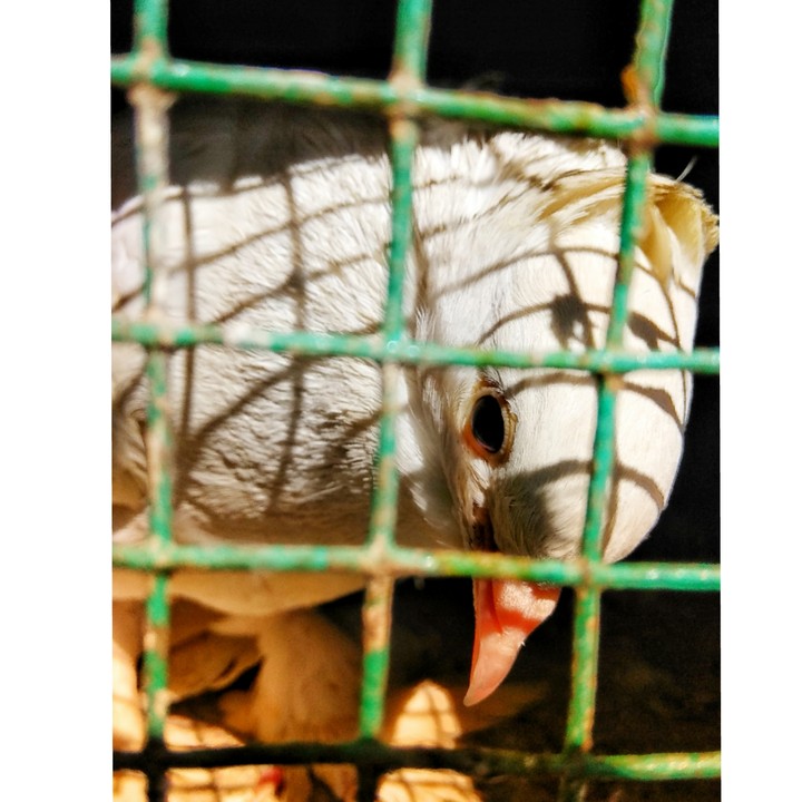 cage no more