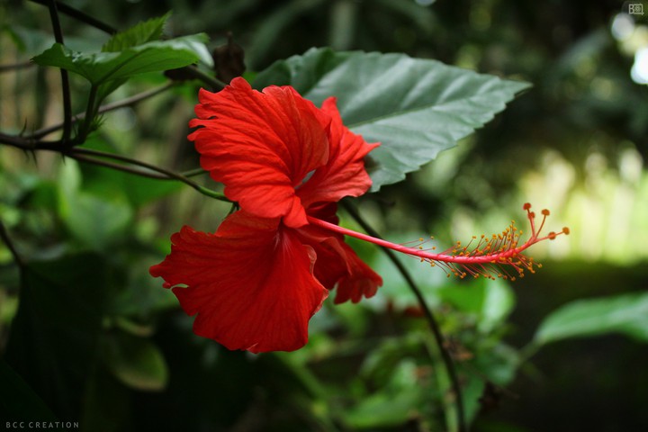 flower
