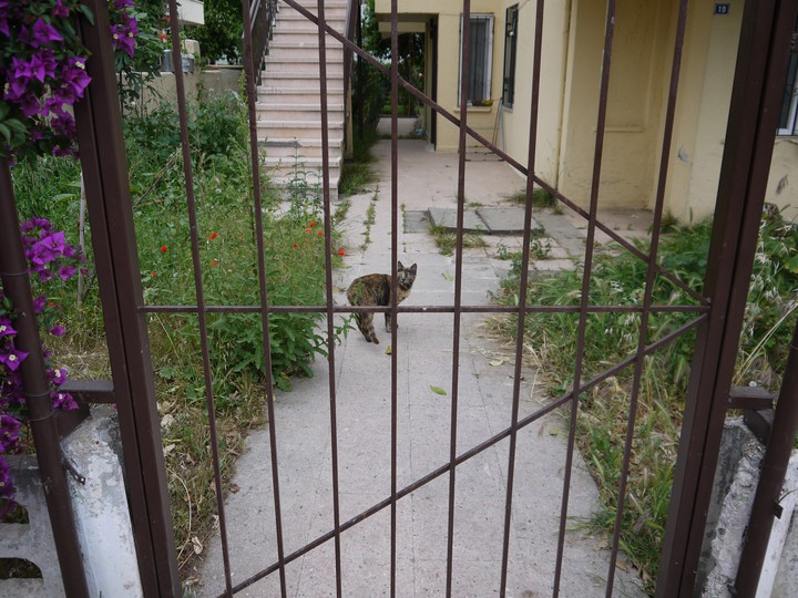 cat