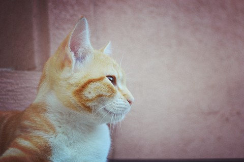 Kurly