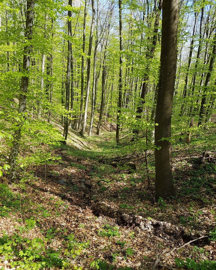 forest