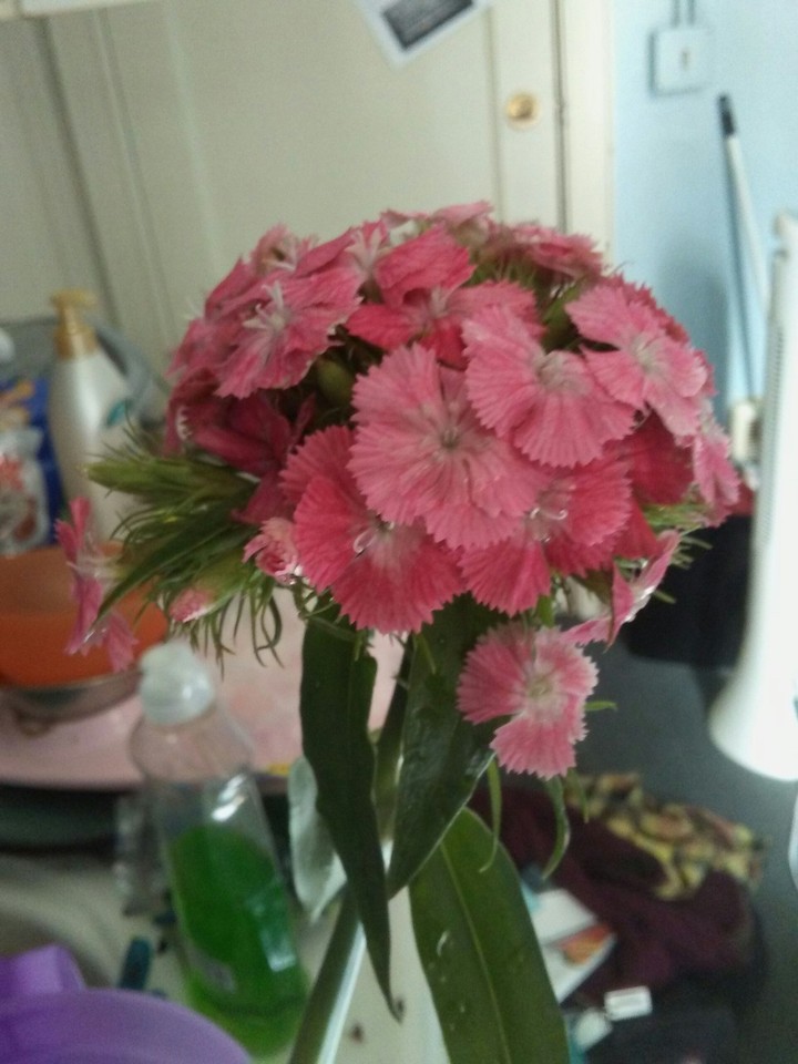 sweet flower