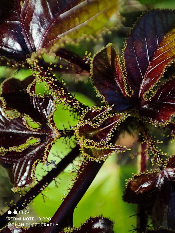 macro flower